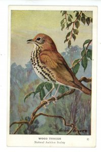 Birds - Wood Thrush