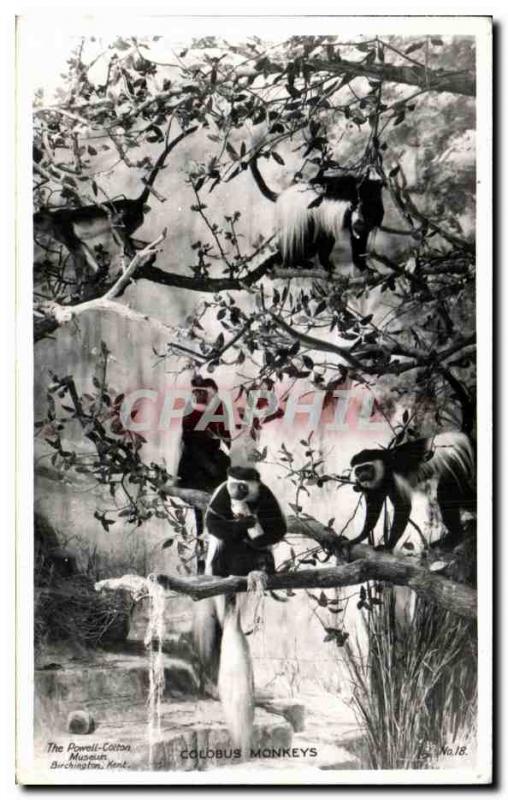 Postcard Modern Colobus Monkeys Monkeys