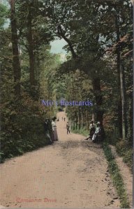 Berkshire Postcard - Newquay, Carnanton Drive, Woodland Scene RS37704