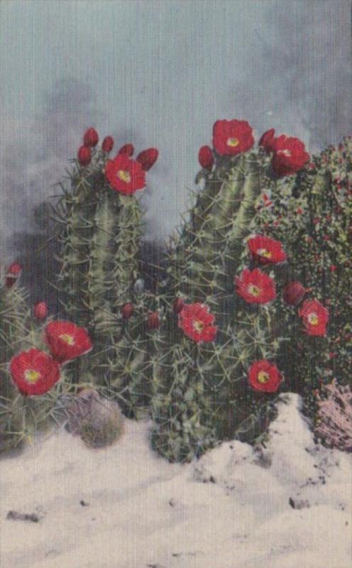 White Sands Cactus New Mexico Curteich