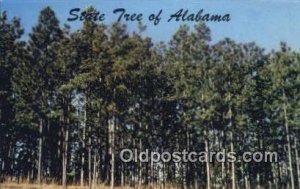 Southern Pine, State Tree - Alabama AL
