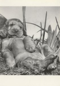 Exhausted Maybe Drunk Dog Comic Real Photo Postcard