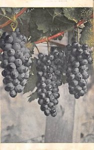 Grapes Fruit Assorted Postal Used Unknown picture glued to postcard