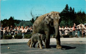 Portland OR Elephants at Zoological Gardens Packy & Belle 1960s Postcard G57