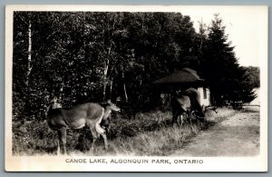 Postcard RPPC c1940s Algonquin Park Ontario Canoe Lake Deer