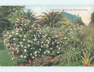 D-Back CHEROKEE ROSES WITH CALIFORNIA HOME Published In Los Angeles CA ho3361