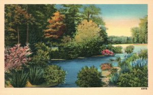 Vintage Postcard Scenic Picturesque View Of The Nature Lake Plants Forest