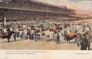 TORONTO~CANADIAN NATIONAL EXHIBITION~CATTLE PRIZE WINNERS~REVIEW DAY~POSTCARD 