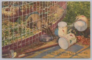 Animal~Miami Florida~Parrot Jungle~Monkey in Cage Gets Jar~Linen Postcard