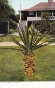 Florida Young Palm Tree