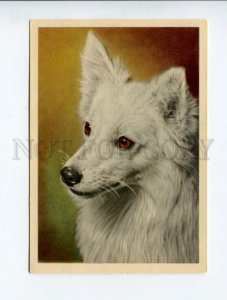 3011798 Cute SPITZ Portrait Old Photo color PC