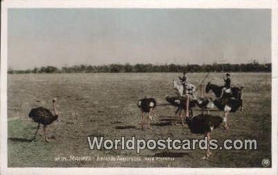 Misiones, Juntando Avestruces Republic Argentina Argentina Postal Used Unknown 