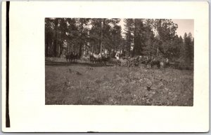 Horse & Wagon On The Forest, Towering Trees, Antique, Vintage Postcard