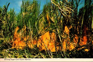 Hawaii Burning Sugar Cane Fields Before Harvest