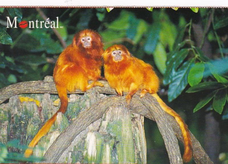 Golden Tamarinds The Montreal Biodome Montreal Canada