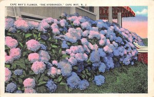 Cape May's Flower, The Hydrangea  Cape May NJ 