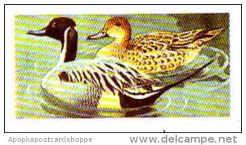 Brooke Bond Tea Trade Card Wild Birds In Britain No 37 Pintail