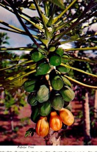 Hawaii Papaya Tree Bearing Fruit