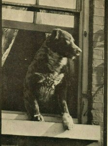 Postcard 1910 View of Dog looking out of a Window, Good Morning.     Q6