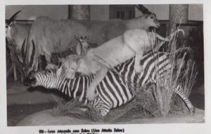 Lion Eating Zebra Bad Taste Animal Disaster Real Photo RPC Postcard
