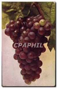 Postcard Old Wine Harvest Vitis vinifera Roter Wein Malvasier