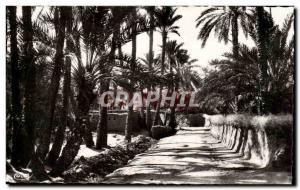 Algeria Biskra Old Postcard Constantine in the palm