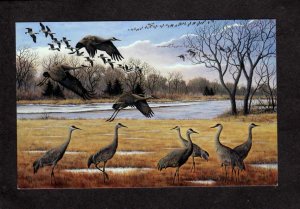 NE Platte River Valley Sandhill Cranes Birds Grand Island Nebraska John Mayer