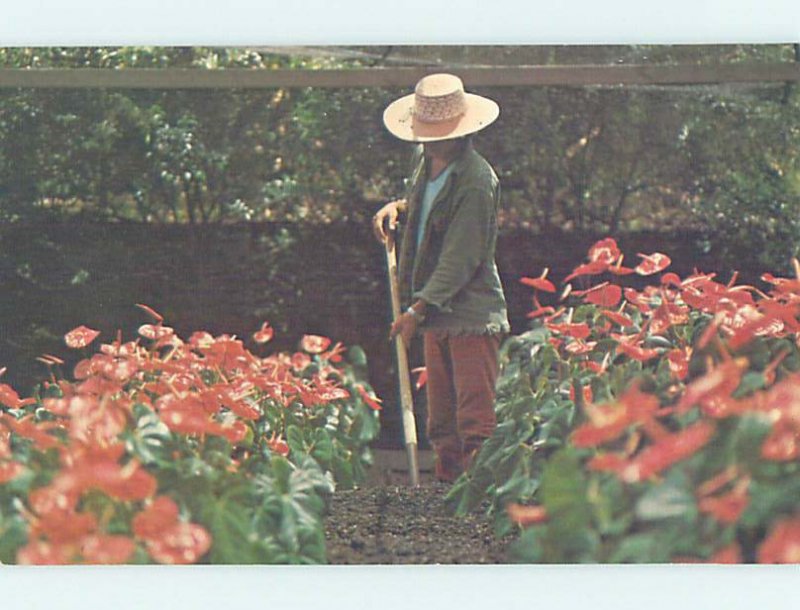 Pre-1980 GARDENER IN FLOWER GARDEN Big Island Of Hawaii HI AD5913