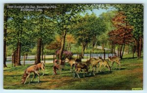 BRIDGEPORT, CT ~ Beardsley Park DEER YARD at ZOO ca 1940s Linen  Postcard