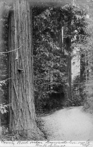 Fresno Redwoods CA W.K. Another View of redwood Guerneville Sonoma County RPPC