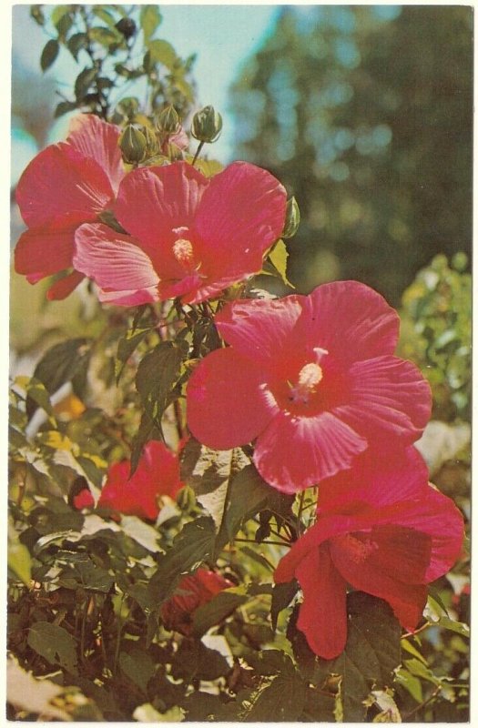 Beautiful Hybrid Hibiscus, Flower, Vintage Chrome Postcard