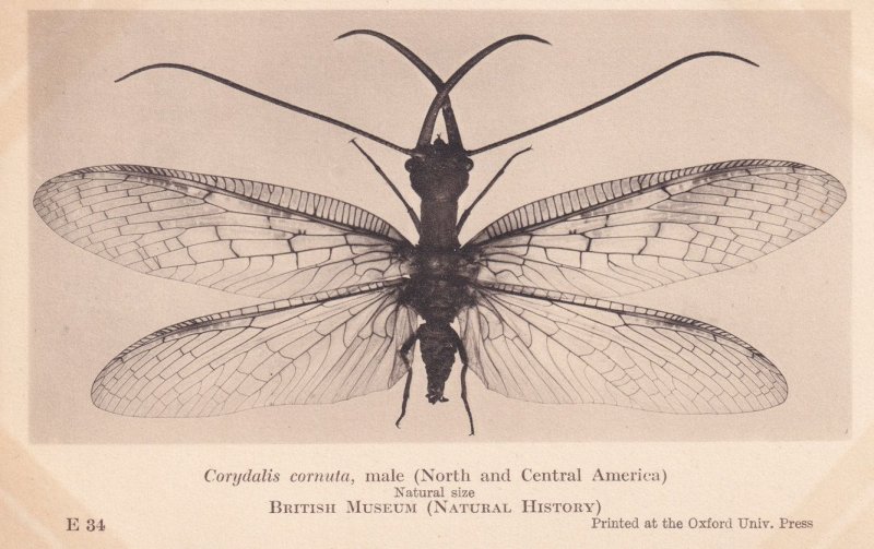 Horned Corydalis Cornuta British Natural History Museum Antique Rare ...