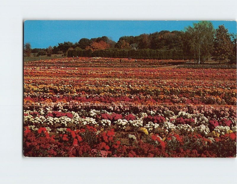 Postcard Chrysanthemum Display, Bristol Nurseries, Bristol, Connecticut