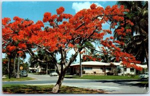 M-42924 Florida's Royal Poinciana