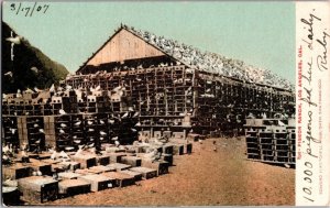 Pigeon Ranch Los Angeles California Vintage Postcard c1907