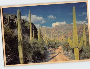 Postcard Desert Roadway through the Saguaro