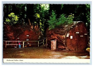 Vintage Redwood Fallen Giant Richardson Grove State Park. Postcard &DE