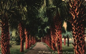 1914 Avenue Of Palms In Florida Land Of Beautiful Flowers FL, Vintage Postcard