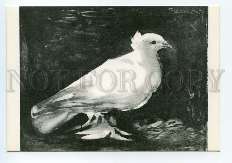 490670 FRANCE 1970 year Pablo Picasso dove PIGEON postcard