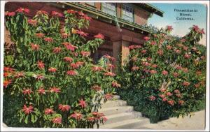 Poinsettias in Bloom, CA