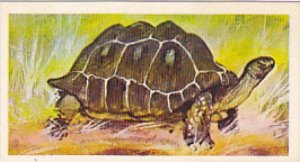 Brooke Bond Vintage Trade Card Wonders Of Wildlife 1976 No 6 Tortoise Longest...
