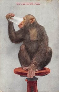 Chimpanzee Baldy Monkey Unused 