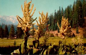 California Flowers Corn Lily