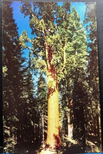 California Sequoia National Park General Sherman Tree Vintage Postcard