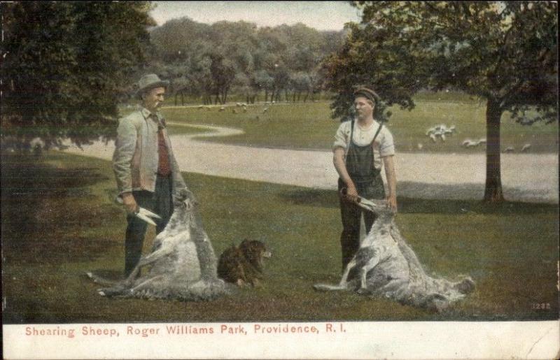 Providence RI c1910 Postcard - Shearing Ship Roger Williams Park