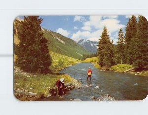 Postcard Trout Fishing in a beautiful pine studded stream in the great Southwest