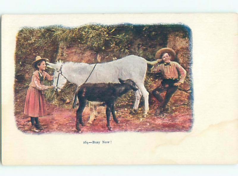 Divided-Back ANIMAL SCENE Great Postcard AA9611