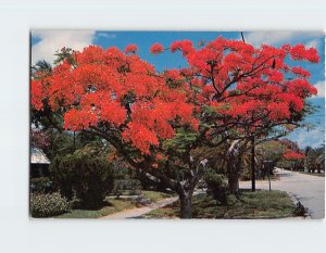 Postcard Royal Poinciana Trees in Florida