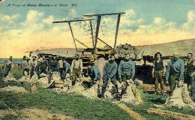 Crew of Sheep Shearers Misc ID 1911