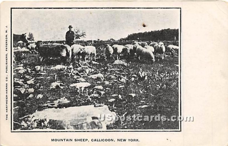 Mountain Sheep - Callicoon, New York NY  